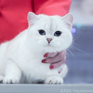 Аватар Telegram-канала Питомник ,, Ушки на Макушке «» . Г. Москва Шотландские и британские котята