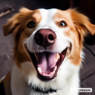 Аватар Telegram-канала Собака Улыбака 🐾