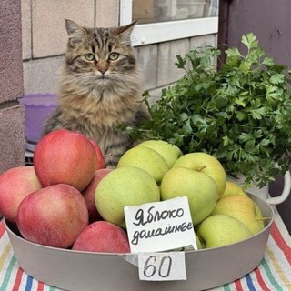 Аватар Telegram-канала крошки кошки