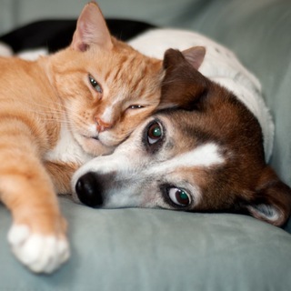 Аватар Telegram-канала Собаки | Кошки