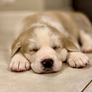 Аватар Telegram-канала Собакен Дома