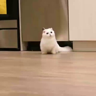 Аватар Telegram-канала Steamer ni siomaisiopao