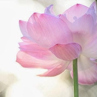 Аватар Telegram-канала Медитация-расслабление