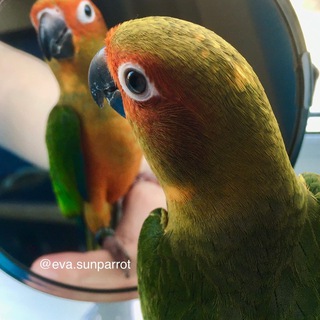Аватар Telegram-канала Попугаи. Sun conures. Солнечные аратинги. Санкт-Петербург