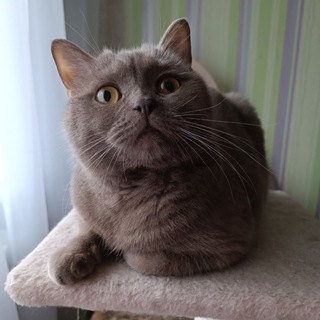 Аватар Telegram-канала Экспертная оценка котеков