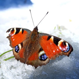 Аватар Telegram-канала Душа Походника | Сахалин