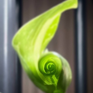 Аватар Telegram-канала 💡 🌱 Тропический разум | Психология |Арина