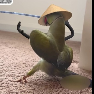 Аватар Telegram-канала Тюнинг птичек