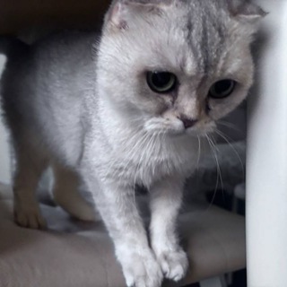 Аватар Telegram-канала хаус кошек семья😼