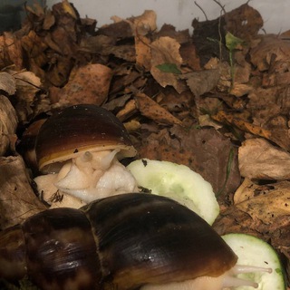 Аватар Telegram-канала 🍁Snails & Snails 🍁