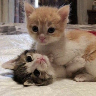 Аватар Telegram-канала в 617 школе любят