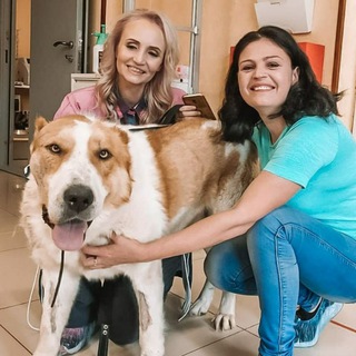 Аватар Команда Виктория | Приют для животных «ДОБРЫЕ РУКИ»