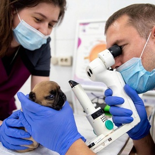 Аватар ЛДВЦ МВА обучение ветеринарных врачей