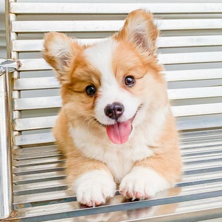 Аватар Ветеринария и зоология