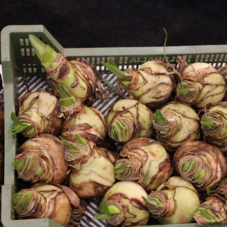 Аватар Первые семена