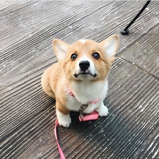 Аватар Telegram-канала http://lacost.net/ дешевый магазин аккакнтов ВК