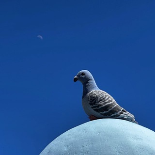 Аватар Странствующий голубь: путешествия, история, медицина, жизнь и удивительные приключения голубя Геннадия в России XXI века