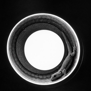 Аватар ЯЩЕРОВЕД — Философия жизни и путь к себе