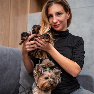 Аватар Йорк Мафия Лента/Новости🐶 питомник Йорков, Йорк купить, купить Йорка, щенки Йорка