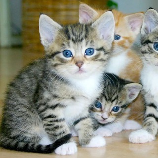 Аватар Telegram-канала Котята/Кошки/Мяу/Мур🥰🥰🥰🥰