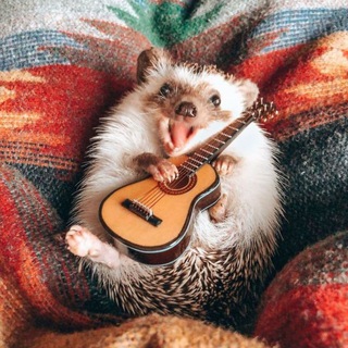 Аватар Telegram-канала Интересные животные 🐼