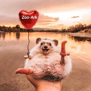 Аватар Telegram-канала Zoo-Ark | мир пушистиков | домашние и дикие животные