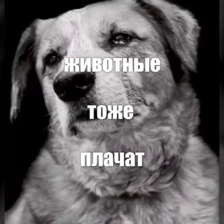 Аватар Москва. Поиск. Спасение животных